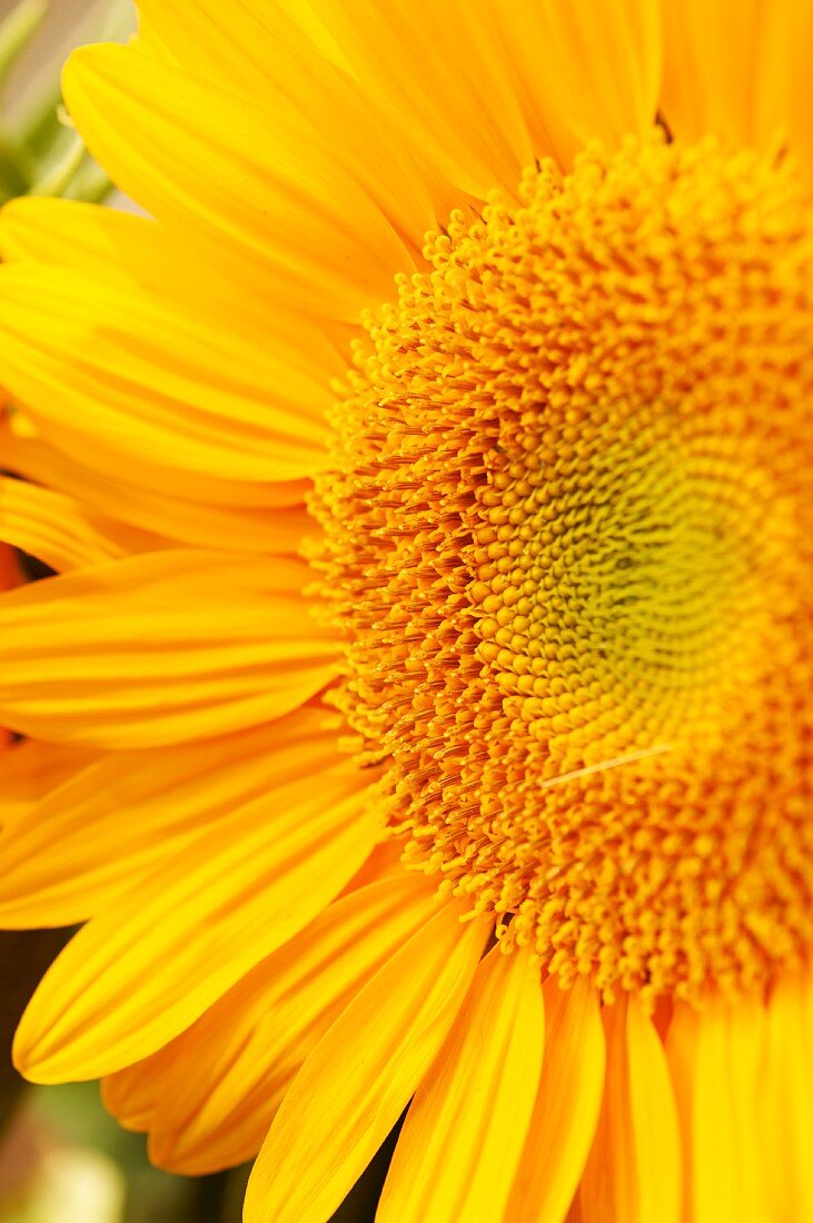 Gelbe Sonnenblume, Close Up