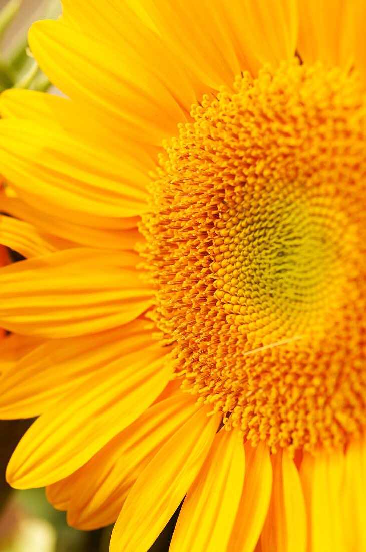 Yellow Sunflower; Close Up