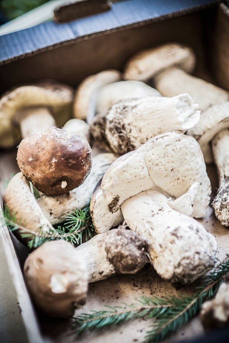 Fresh porcini mushrooms in a cardboard carton