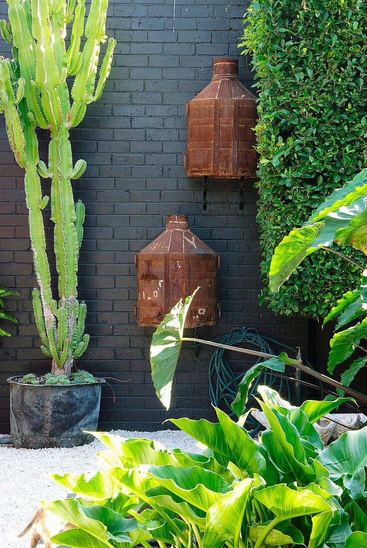Cacti and rusty vessels against black brick wall of patio surrounded by plants