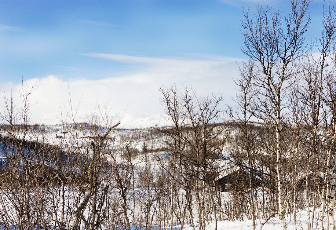 Winter landscape - small cluster of log cabins behind trees