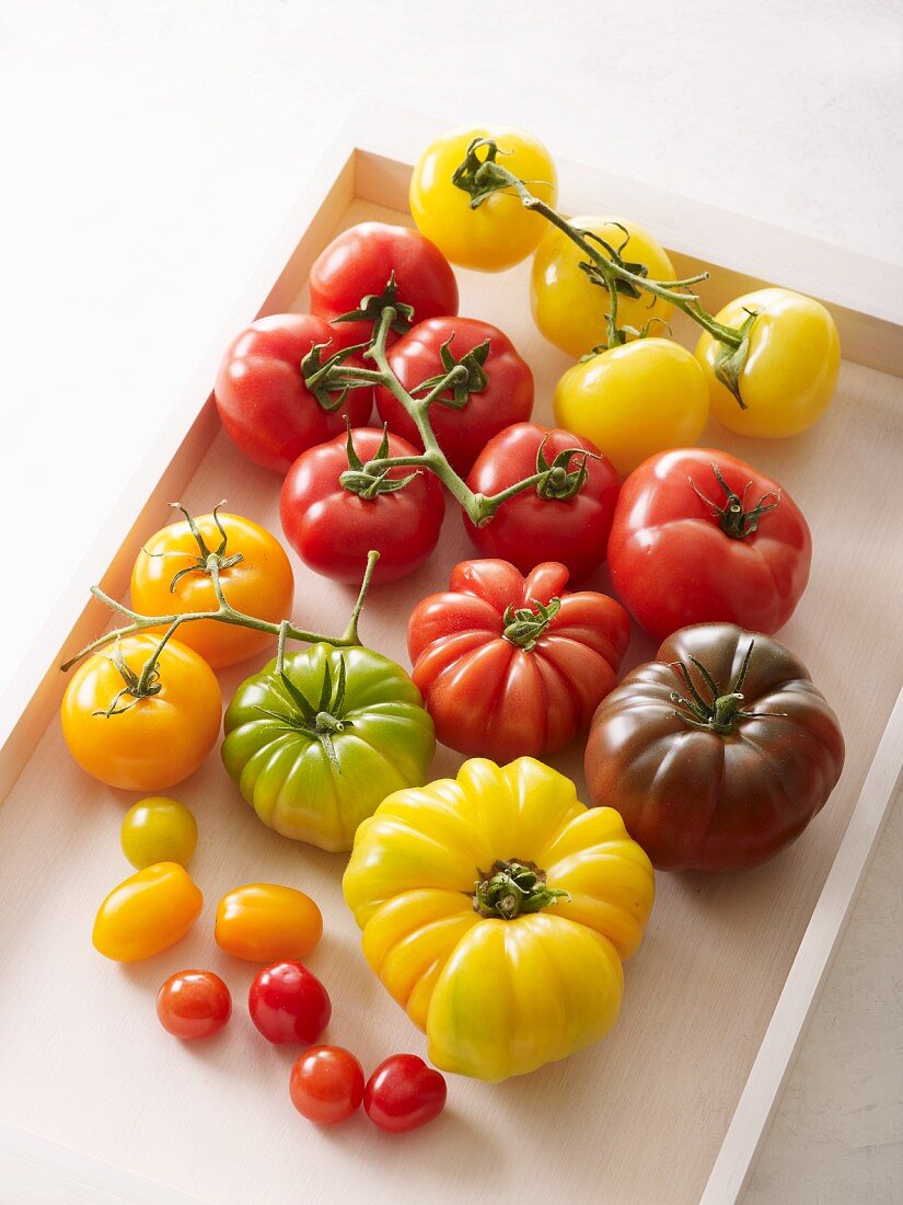 An assortment of tomato varieties on a tray