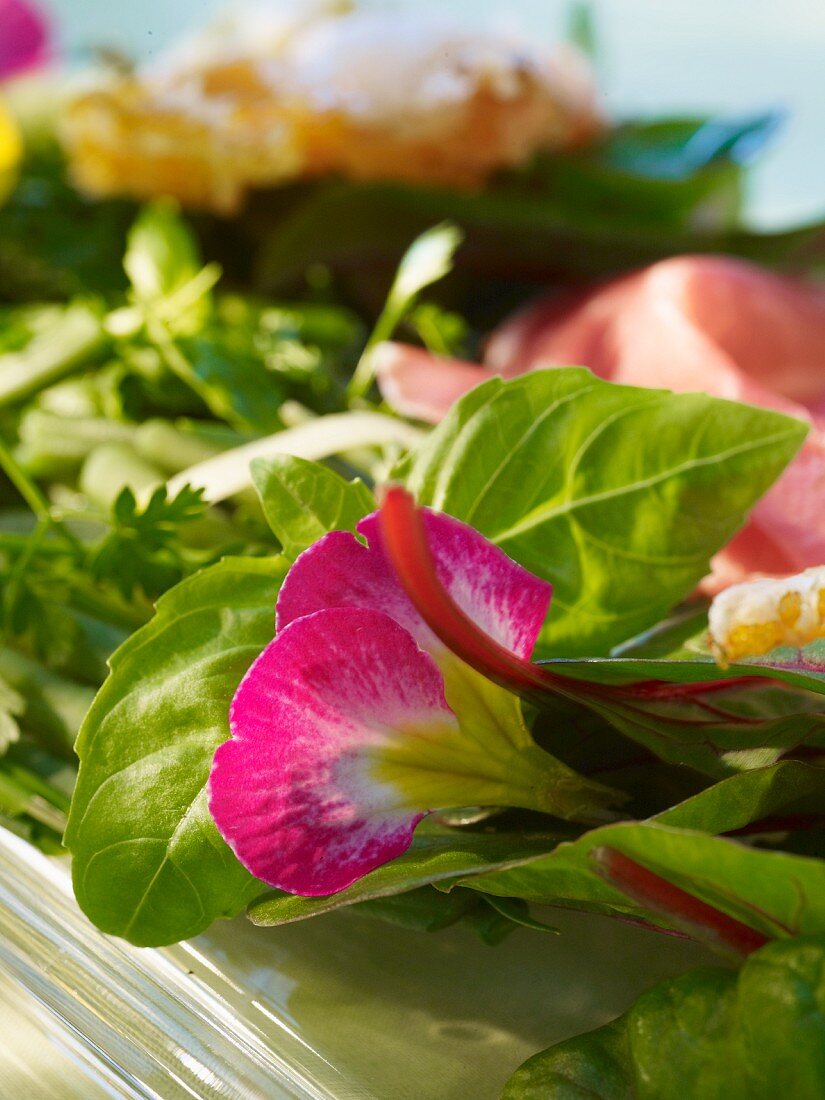 Vegetable salad with deep-fried courgette flowers and dry-cured ham (close-up)