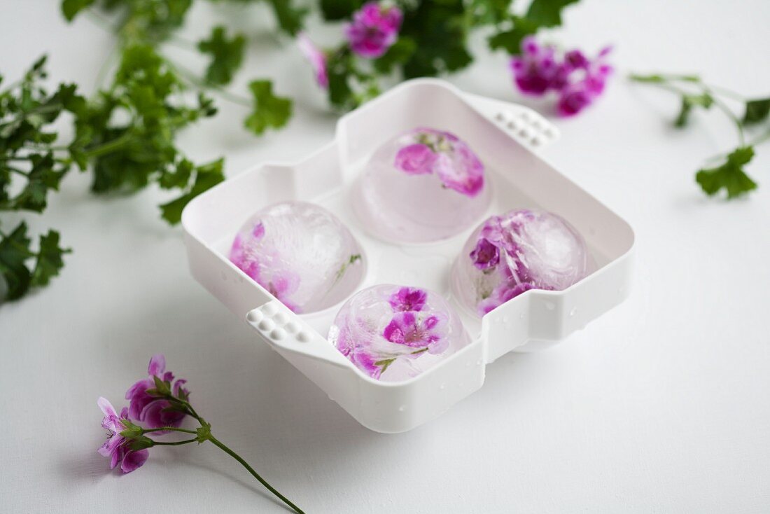 Scented pelargonium flowers frozen into spherical ice cubes