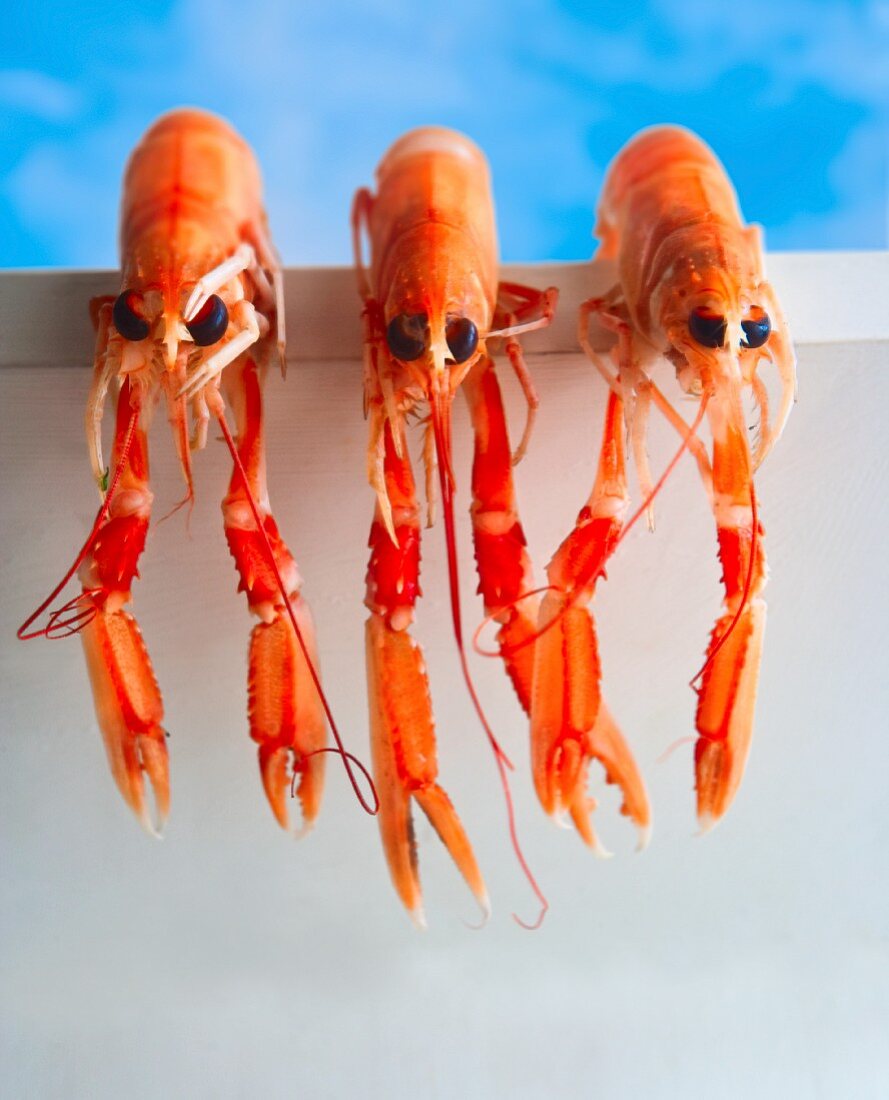 Three langoustines hanging over a wall