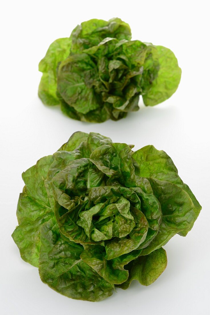 Two lettuces of the variety 'Rougette de Montpelier'