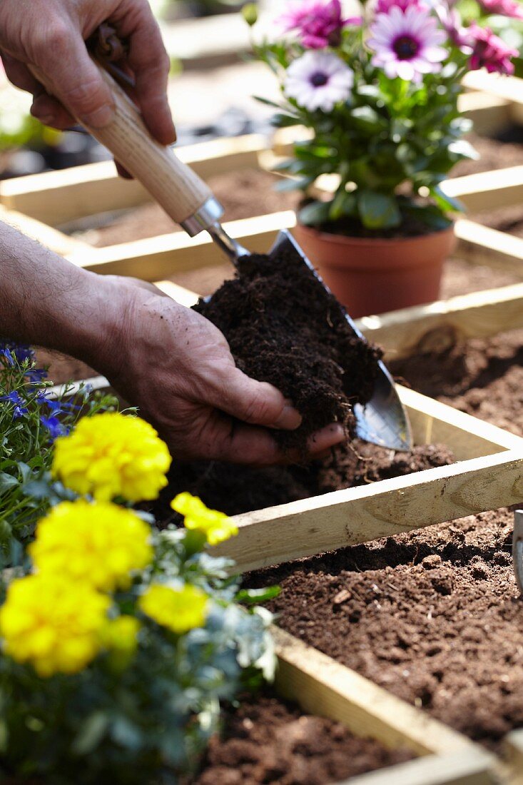 Square foot gardening (flower bed divided into squares)