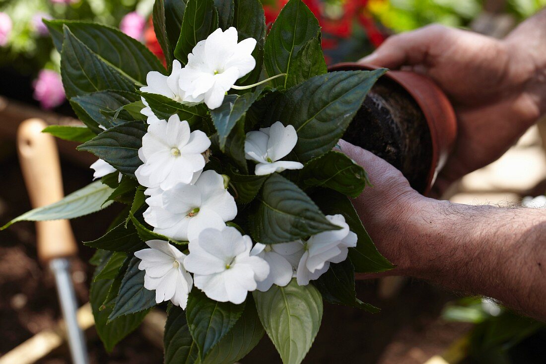 Hands removing Impatiens from plant pot
