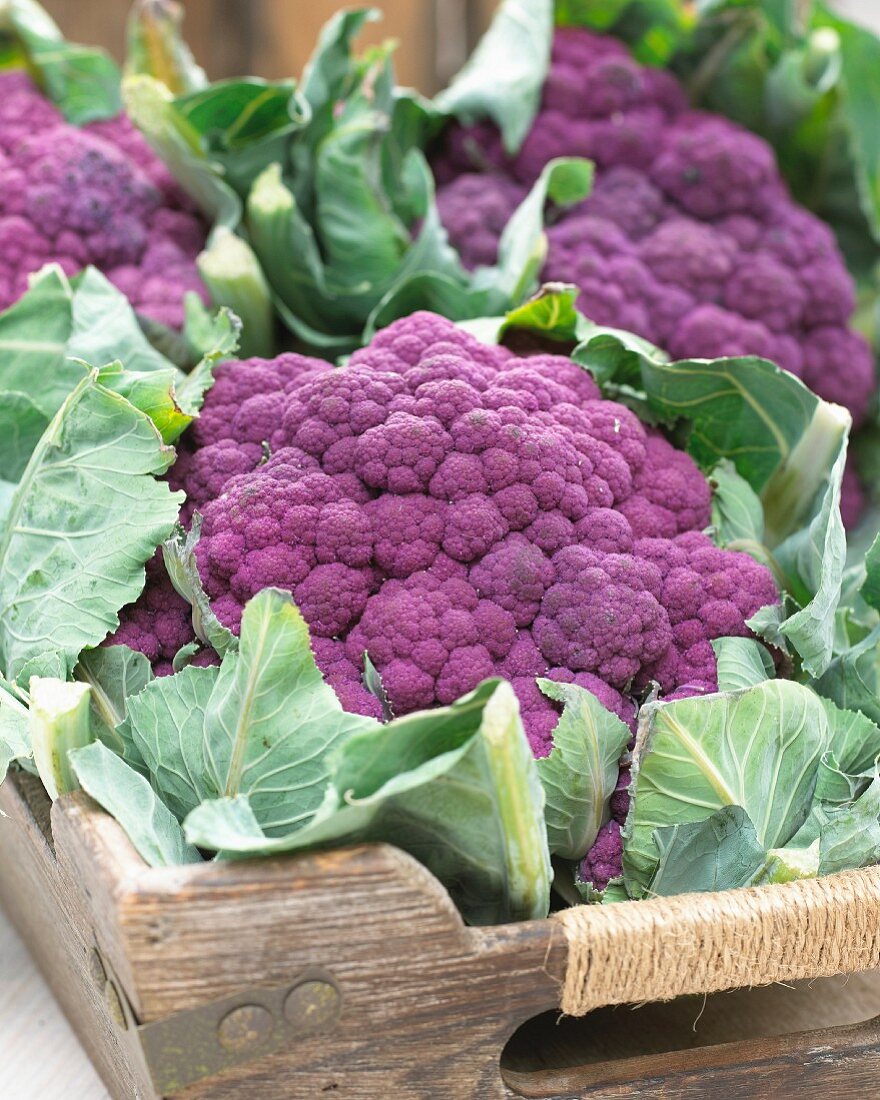 Violetter Blumenkohl auf einem Holztablett