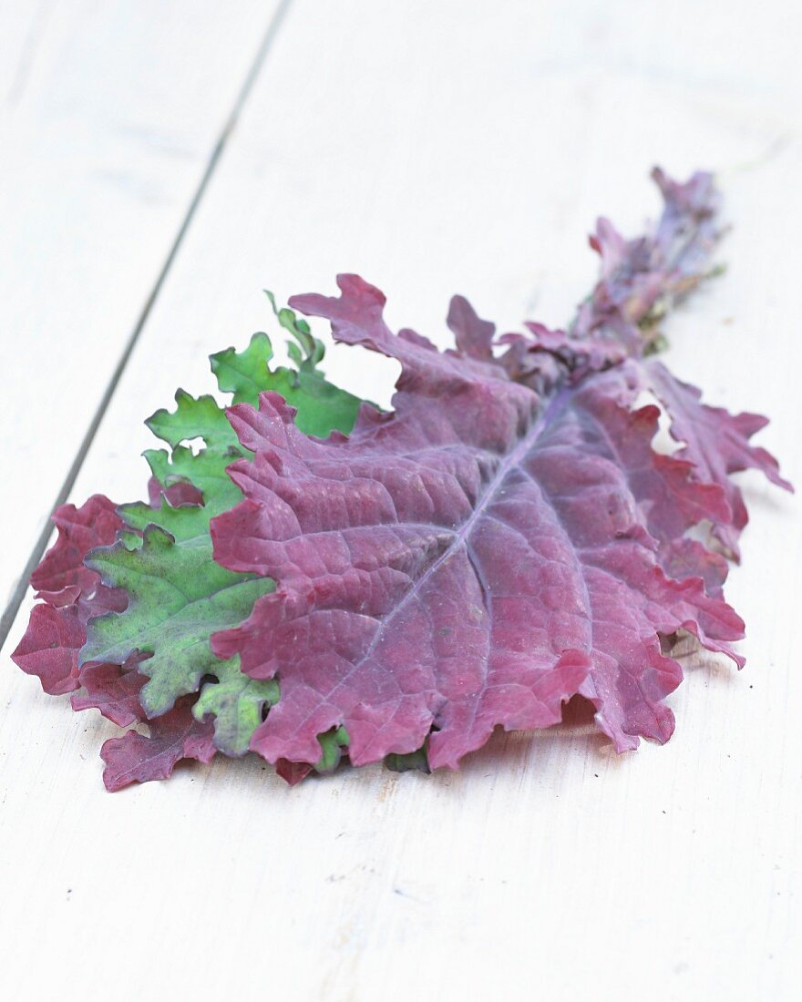 Blätter vom Grünkohl (Brassica oleracea var. sabellica)