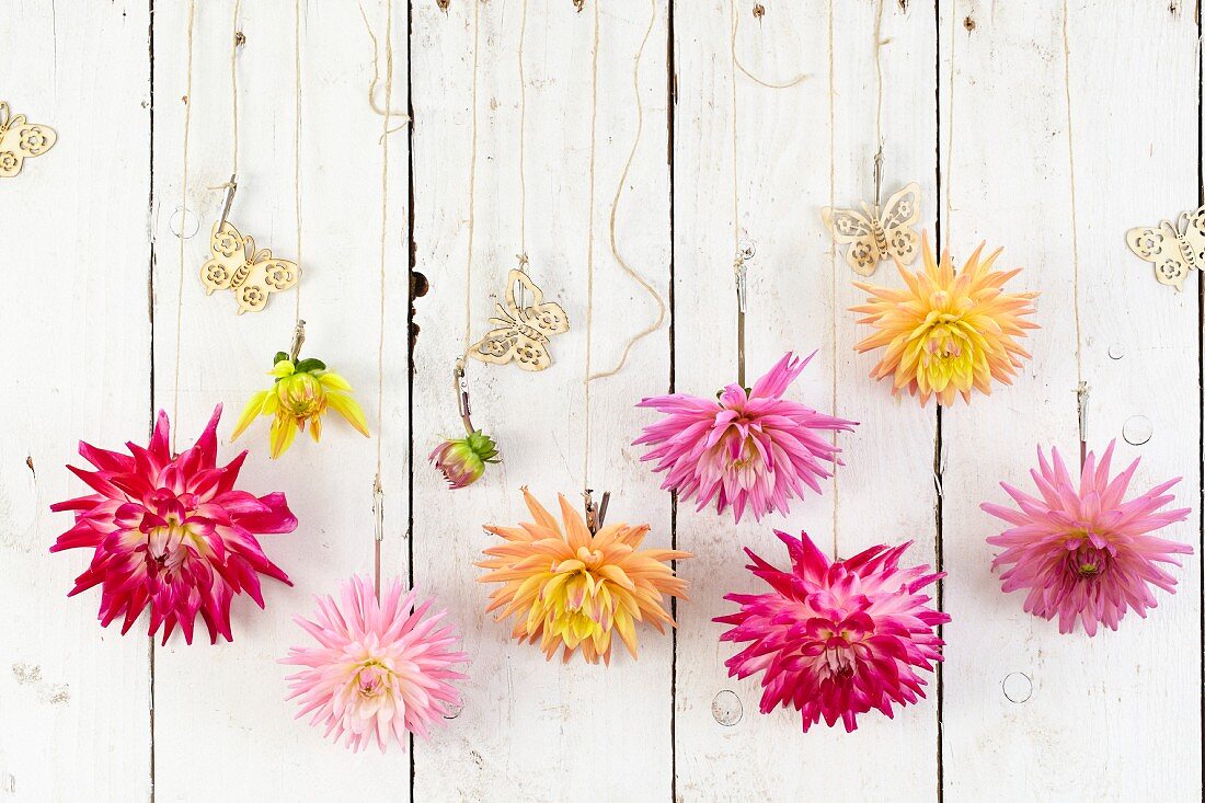 Various dahlias and paper butterflies hanging on a white-painted wooden wall