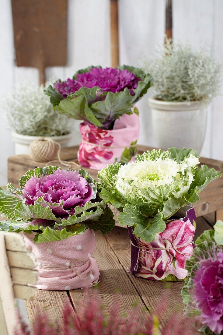 Various types of ornamental cabbages in plant pots