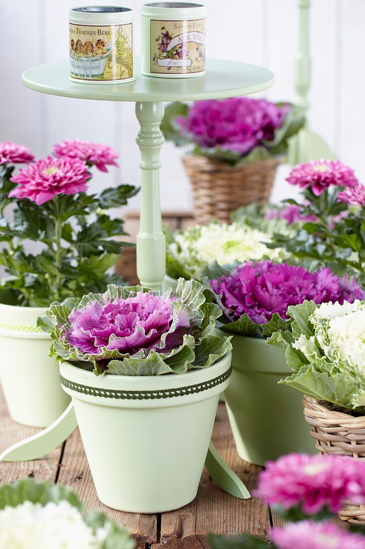 Chrysanthemums and ornamental cabbages in plant pots arranged around side table on terrace