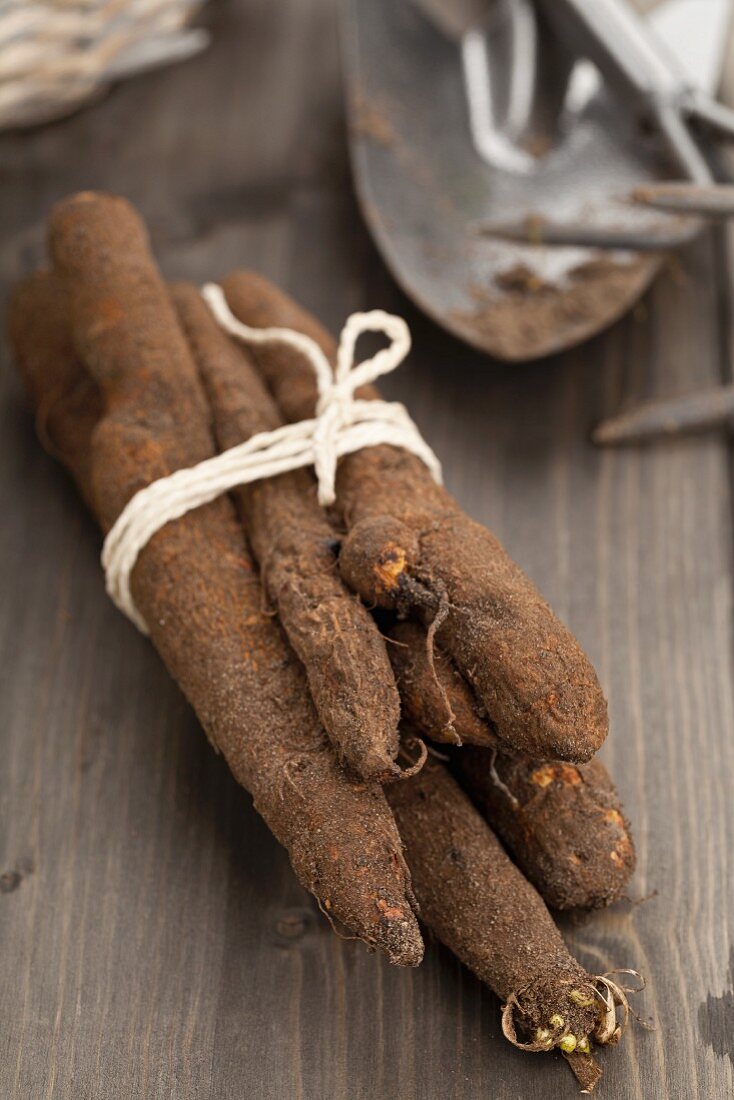 Freshly harvested black salsify on a wooden table