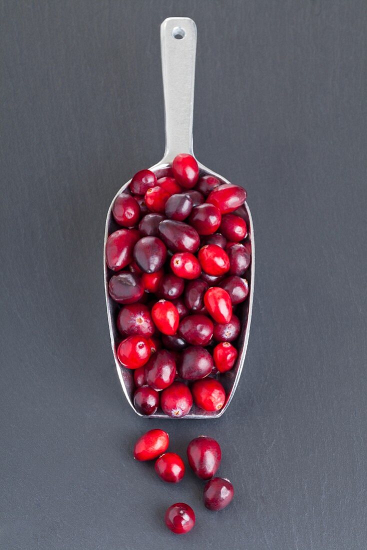 Cranberries on a shovel