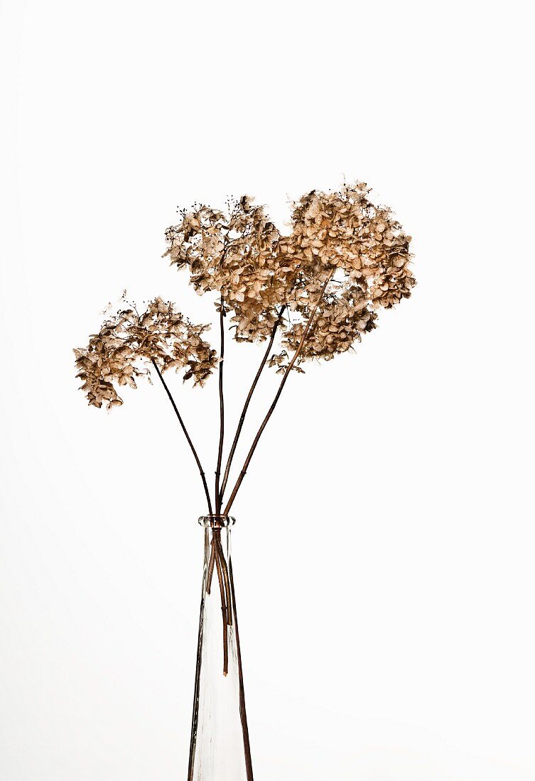 Dried flowers in a glass vase
