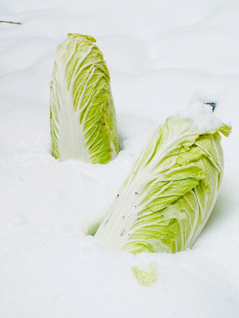 Chinese cabbage in the snow