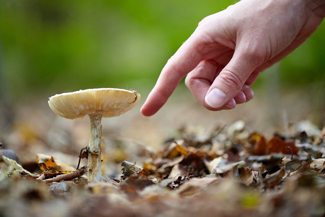 A hand pointing at a wild mushroom