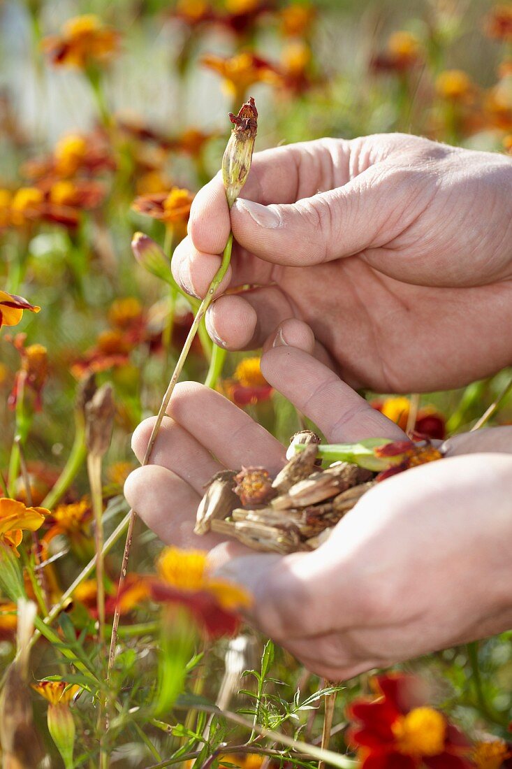 Hands picking faded tagetes to collect seeds