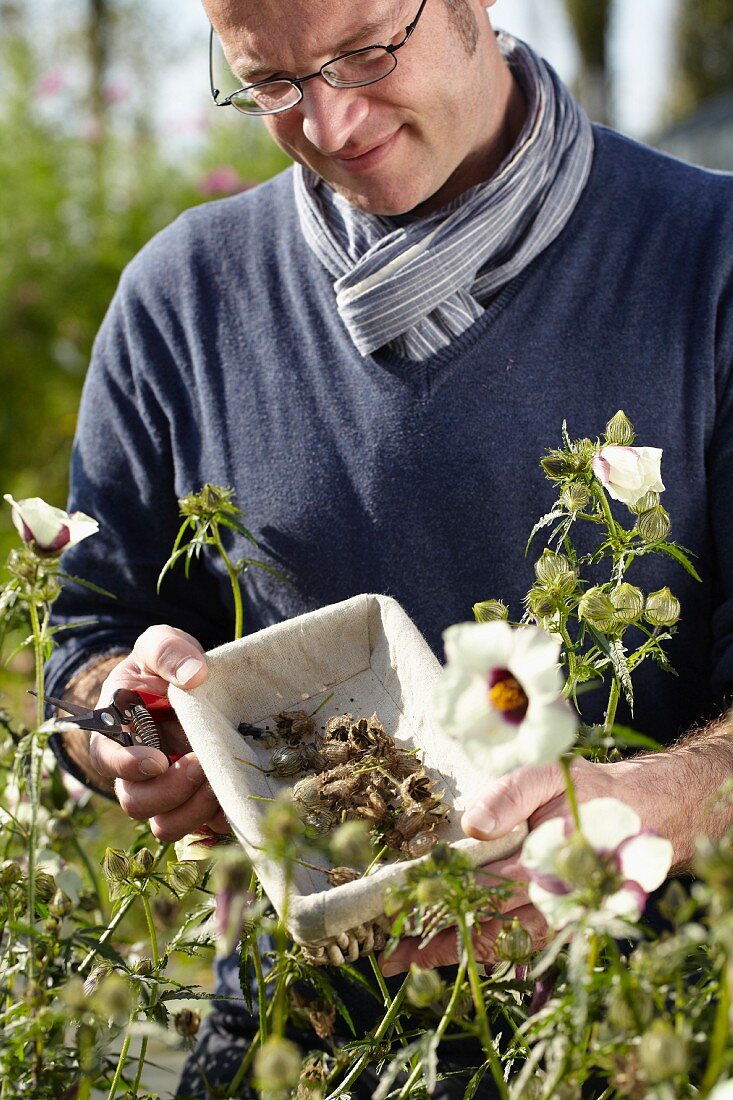Man collecting hibiscus seeds