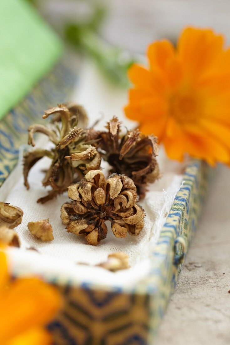 Ringelblumen, frisch und getrocknet für Samen