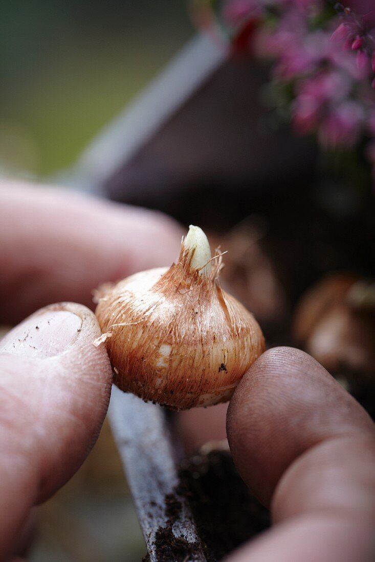 Hand holding a crocus bulb