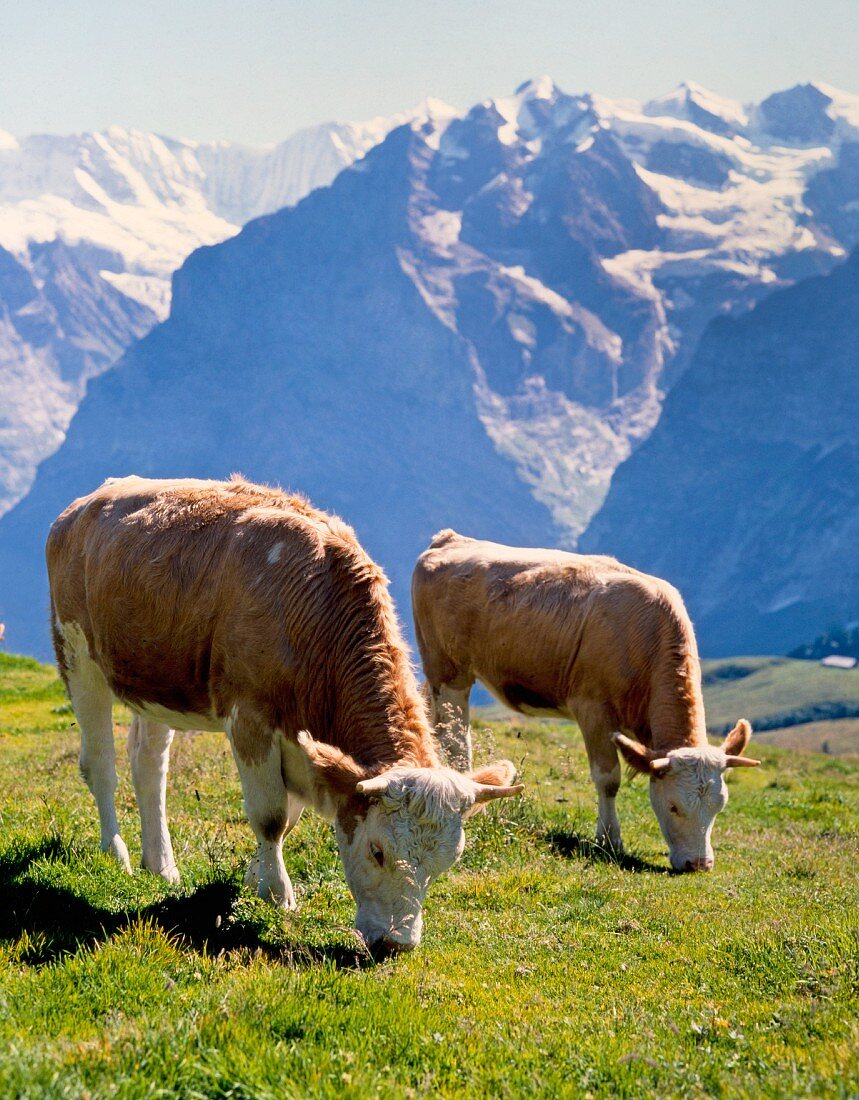 Milchkühe in den Schweizer Bergen