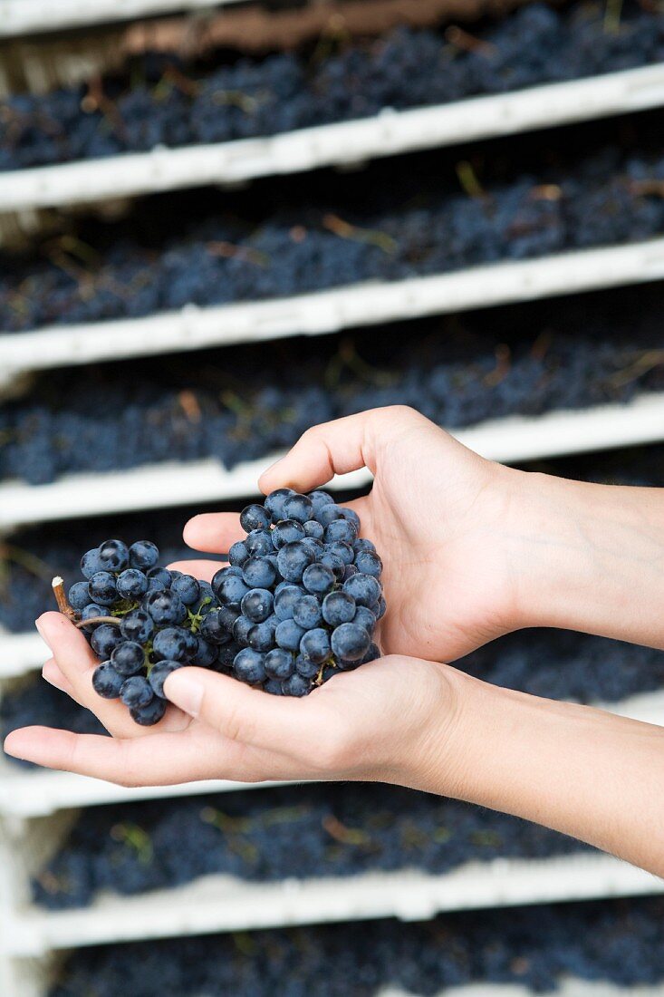 Hands holding fresh grapes