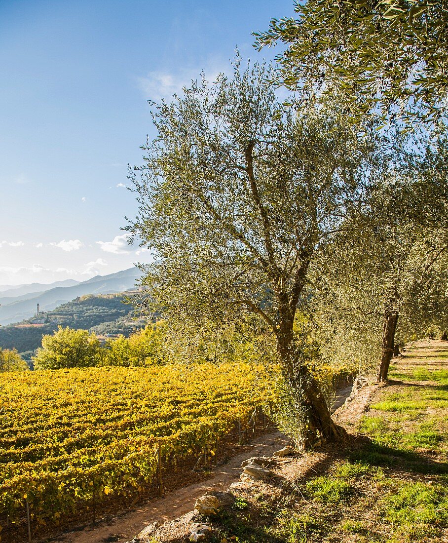 Blick vom Olivenhain über den Weingarten in die offene ligurische Landschaft