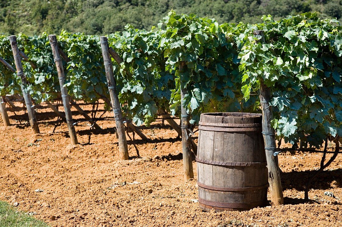 Rows of vines and an old barrel in the sunshine