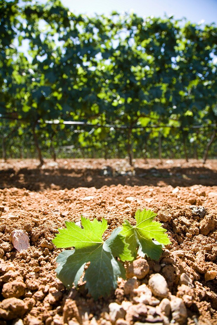 New vine leaves against the dry soil