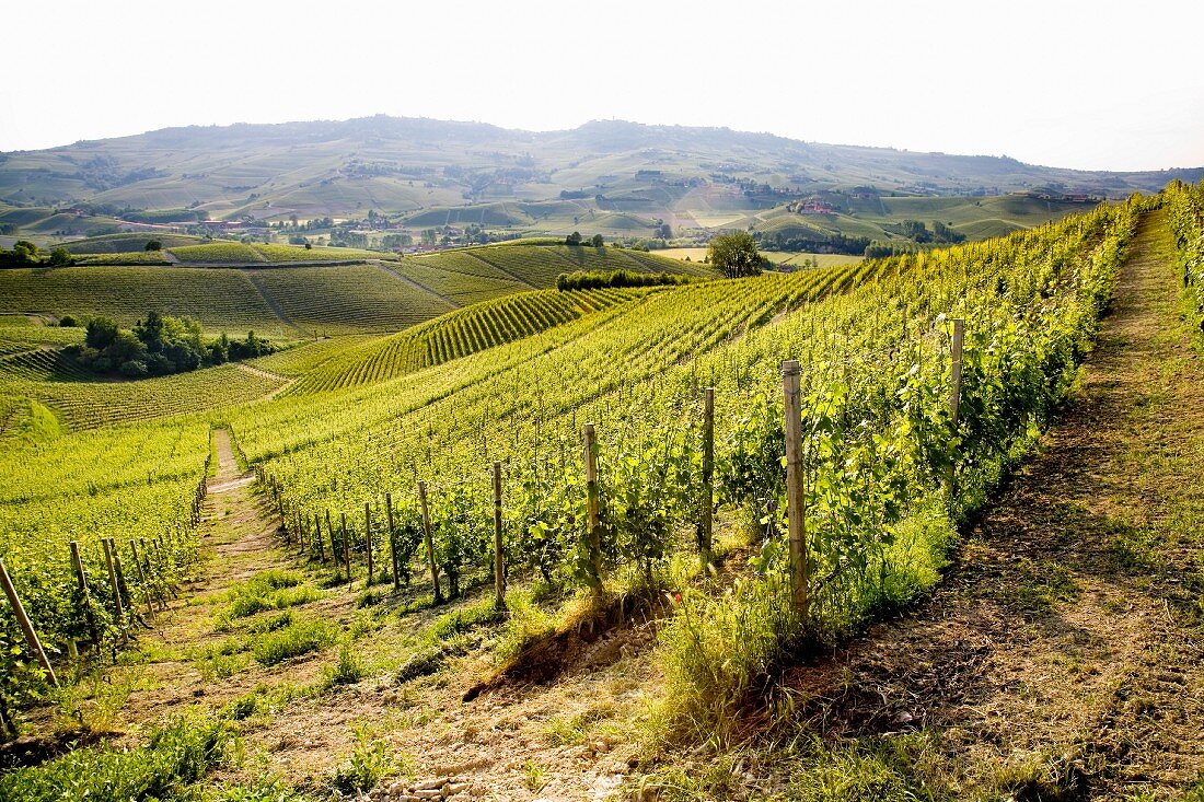 Weite Landschaft mit Weinbergen