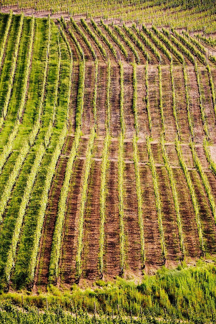 A vineyard in Piedmont