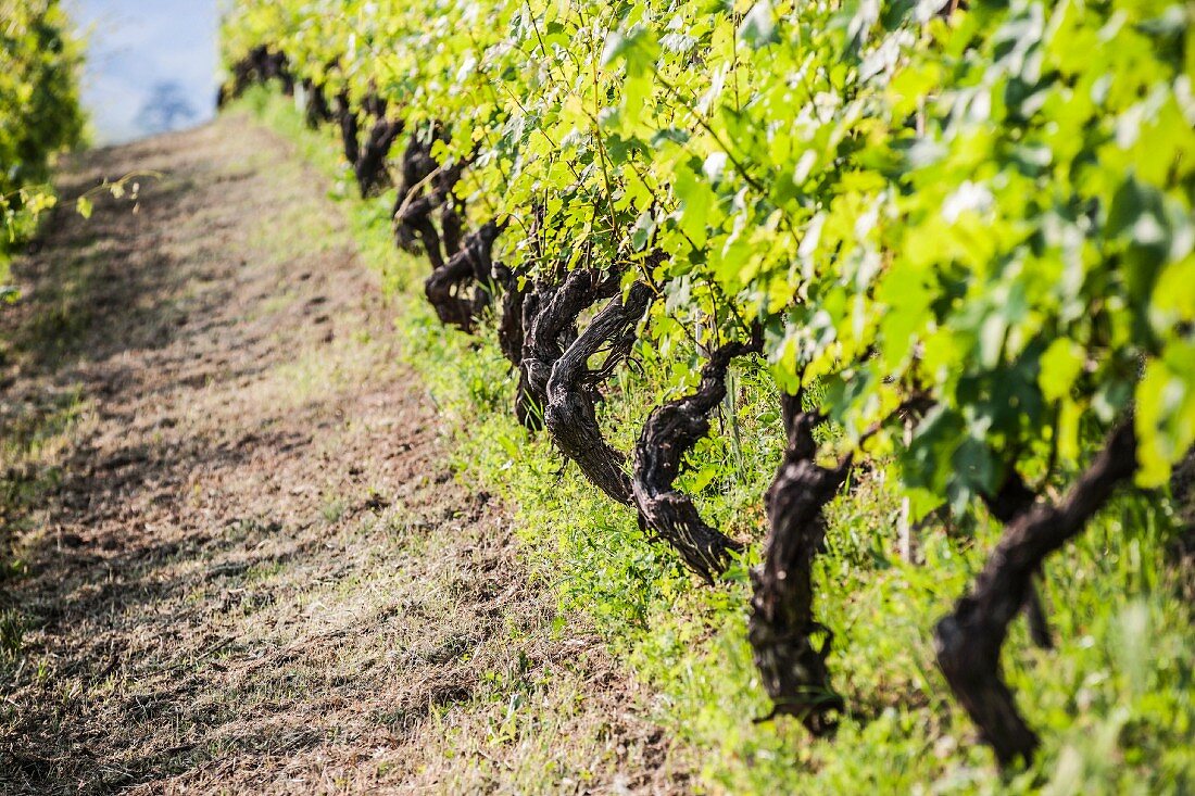 Rows of vines in the sunshine