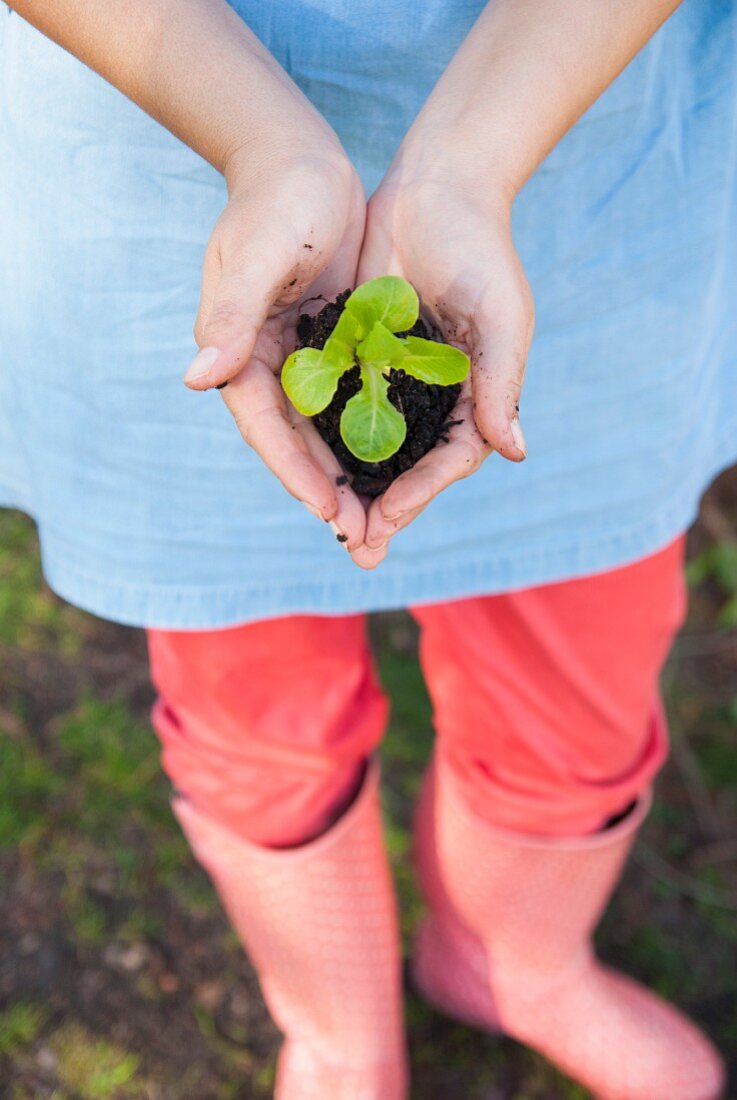 A woman holding a young vegetable plant