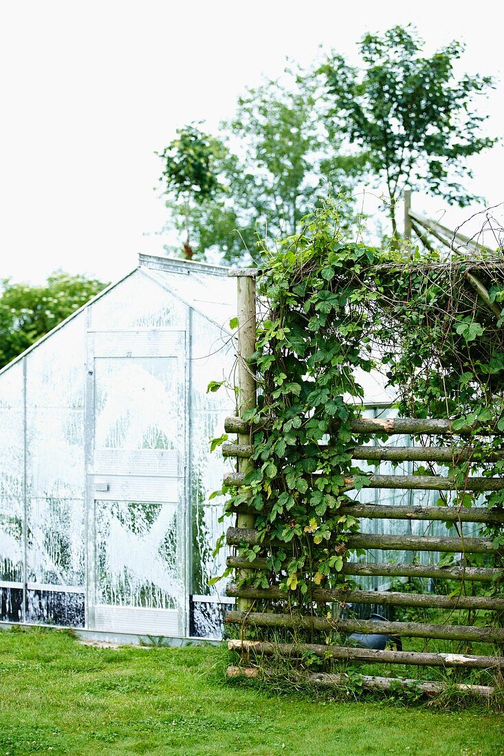 Greenhouse and ivy growing on trellis in garden