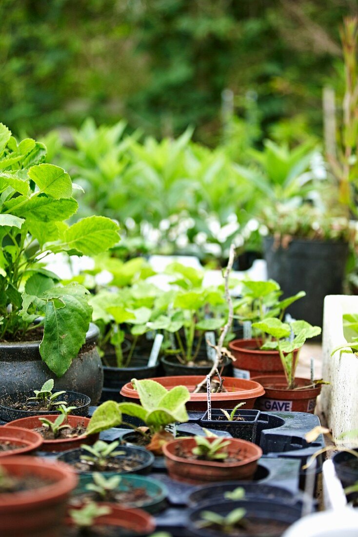 Verschiedene Setzlinge und Topfpflanzen im Garten