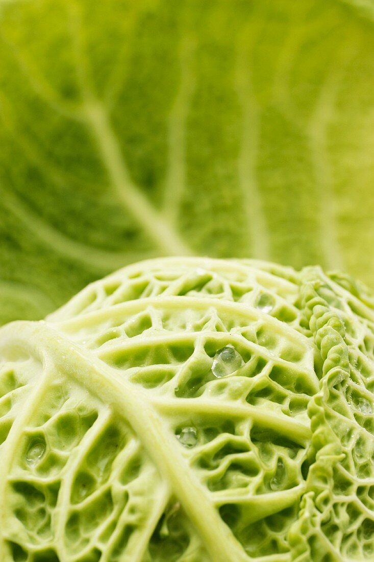 Savoy cabbage (detail)