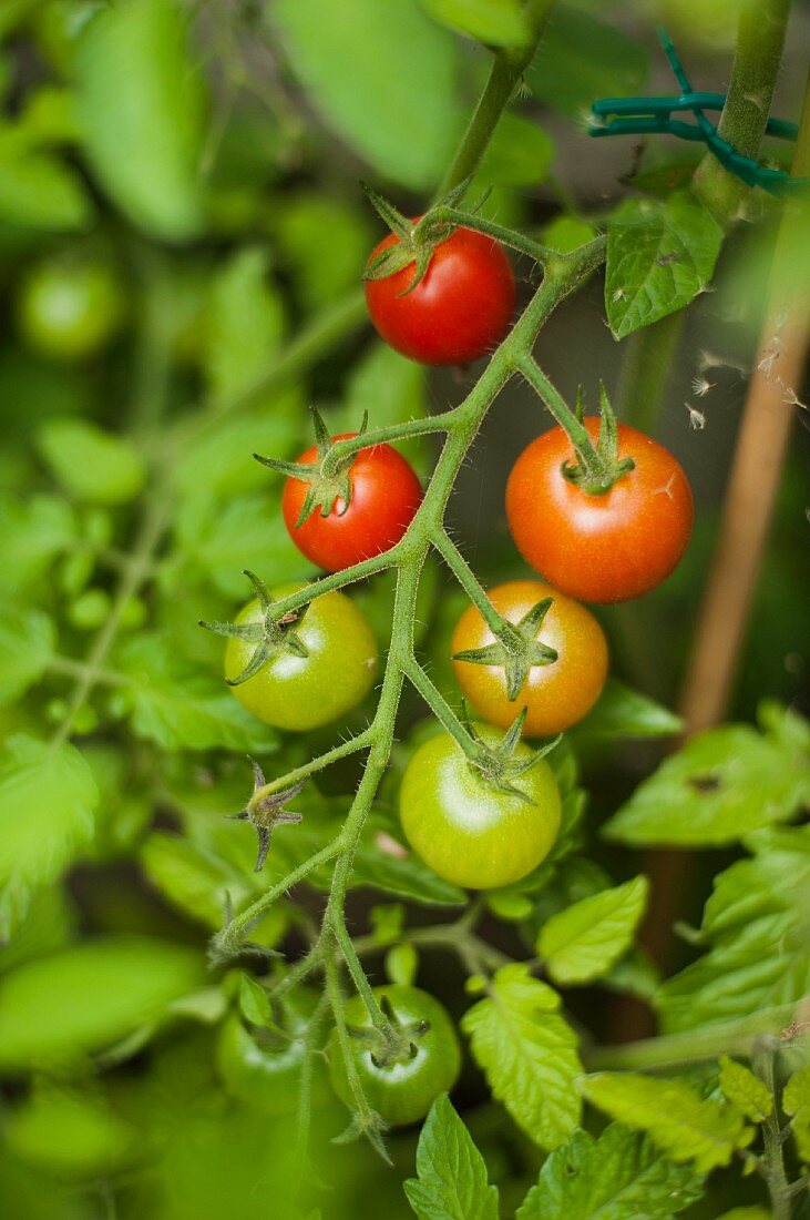 Cherry tomatoes on the plant