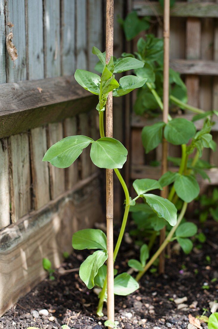 A broad bean plant in the corner of the garden