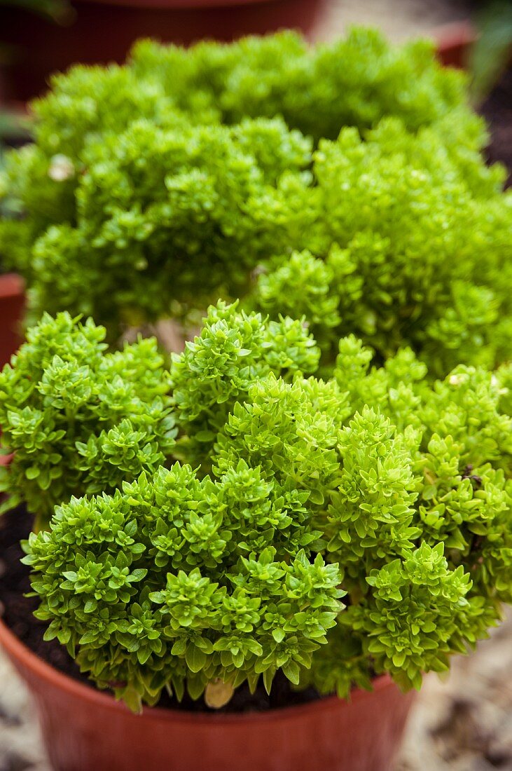 Greek basil in a flowerpot