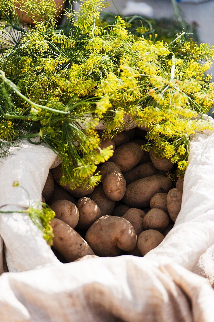 Biokartoffeln und frischer Dill auf dem Markt