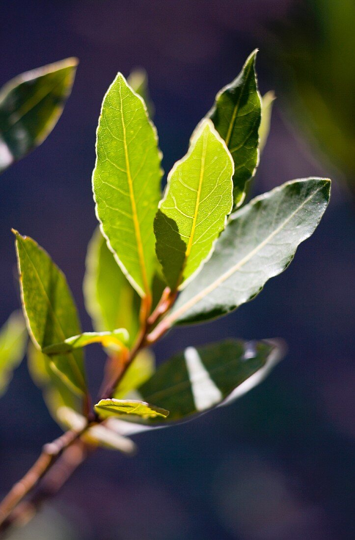 Bay leaves in the sun