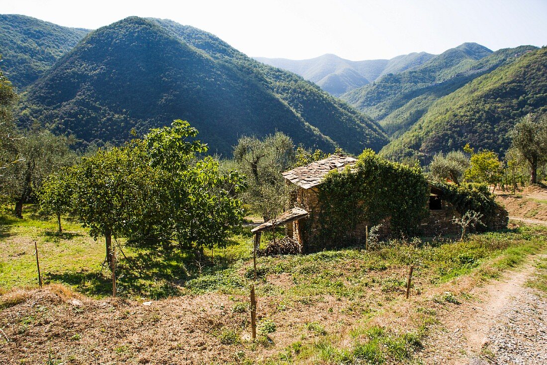 An old, derelict house among the olive trees
