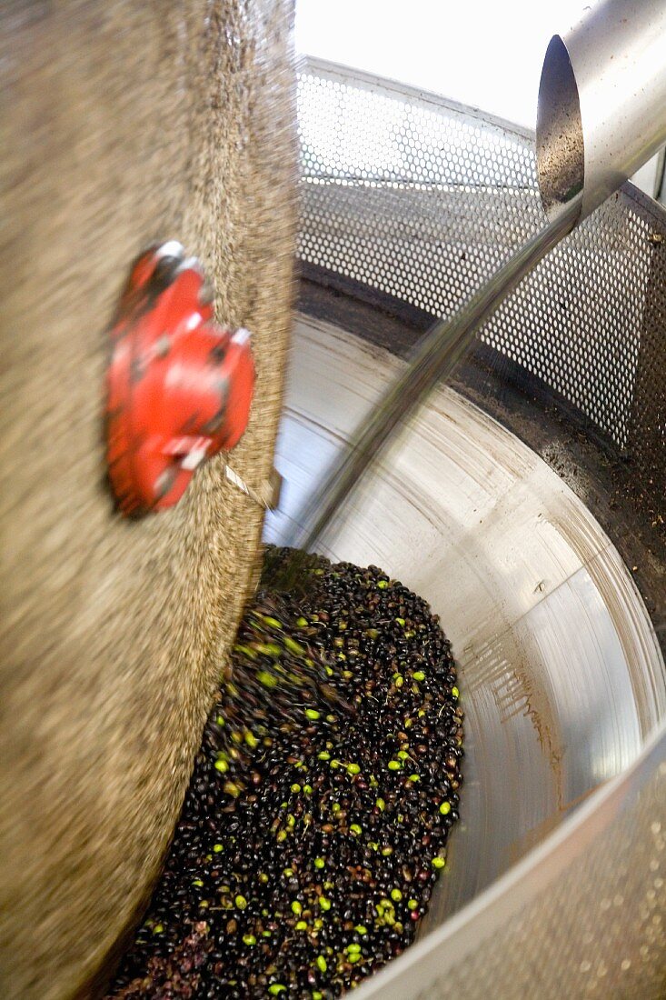Oliven werden gepresst