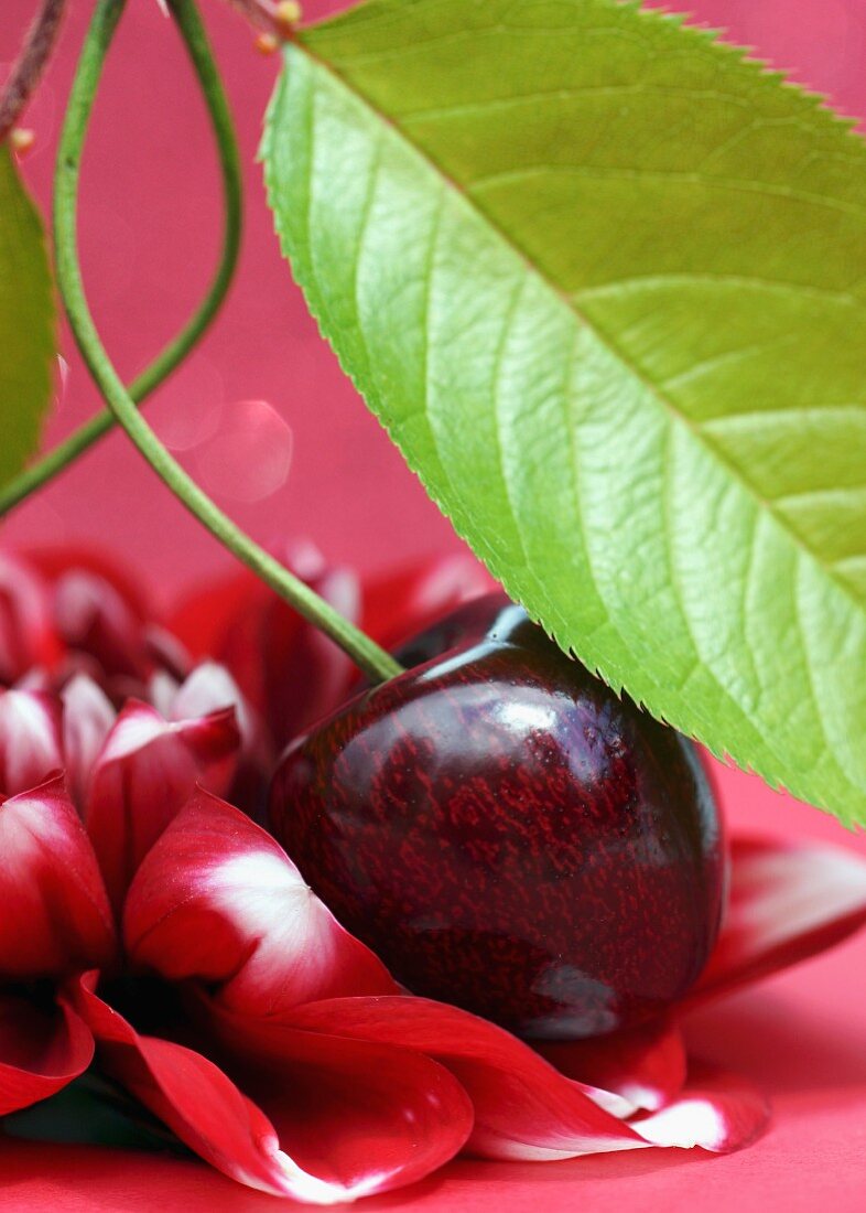 A cherry with leaf