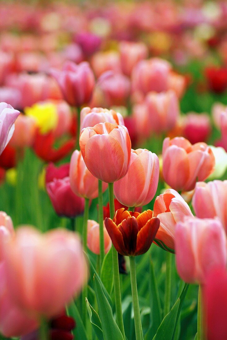 Field of tulips (detail)