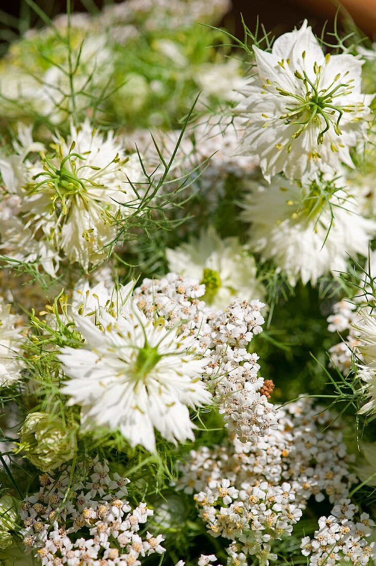 Love-in-a-mist (Nigella damascena) and yarrow (Achillea millefolium)