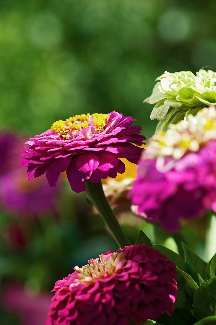 Purple zinnias in sunshine