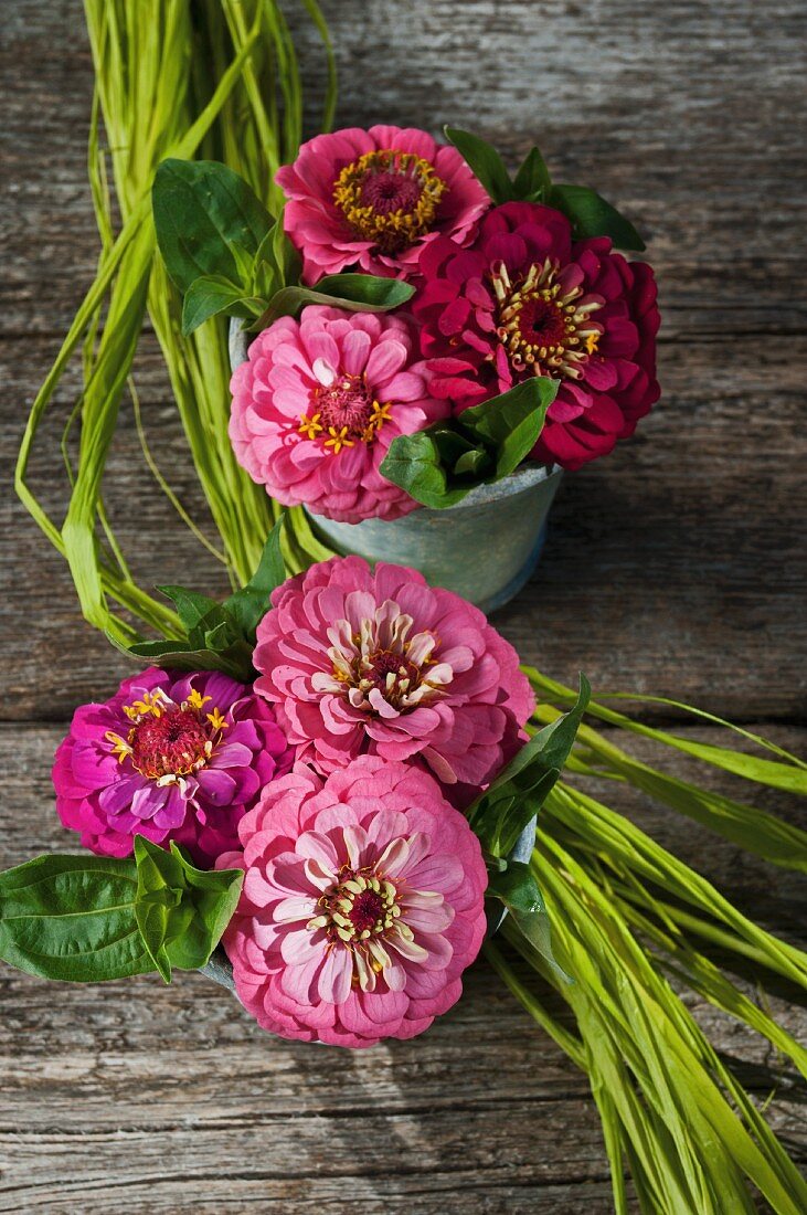 Posies of zinnias